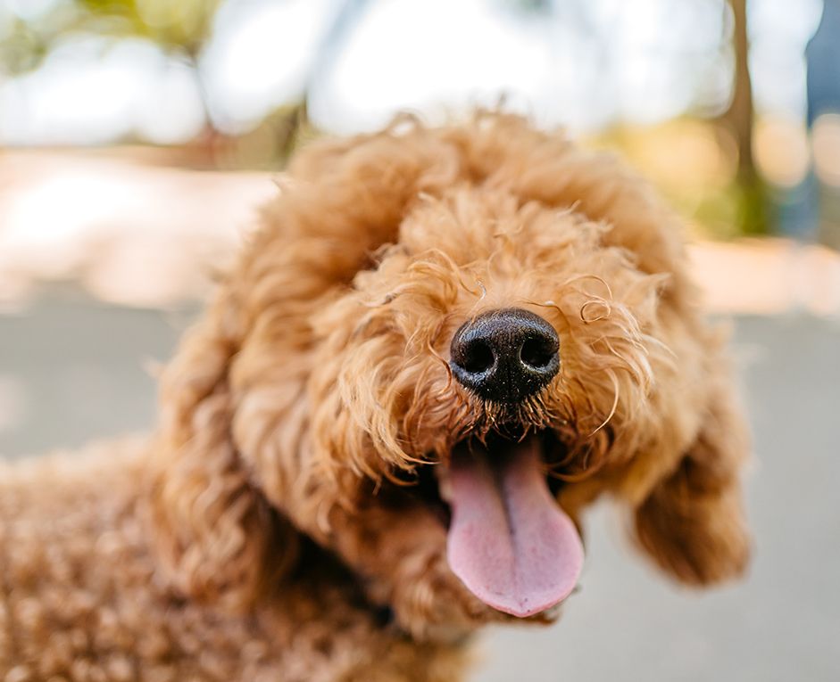 a curly-haired dog with its tongue out